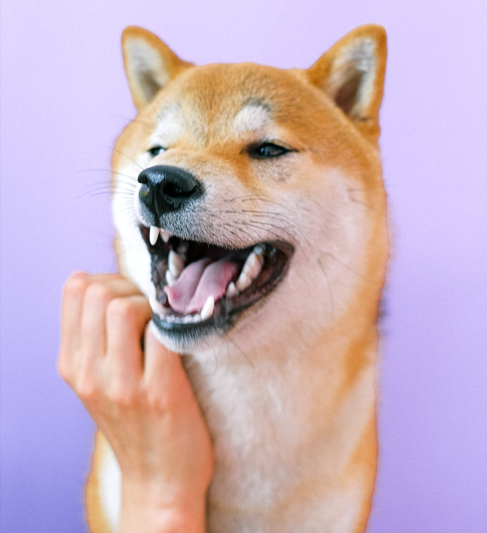 Boosting Your Pet's Dental Health 5 Benefits of Bone Broth Furvor