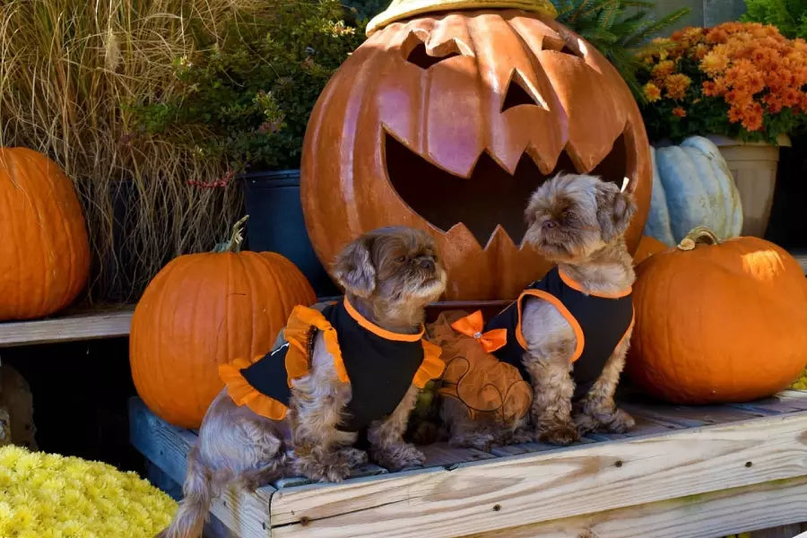 Trick or Treat? Why Supplement Chews are More than Treats for Dogs