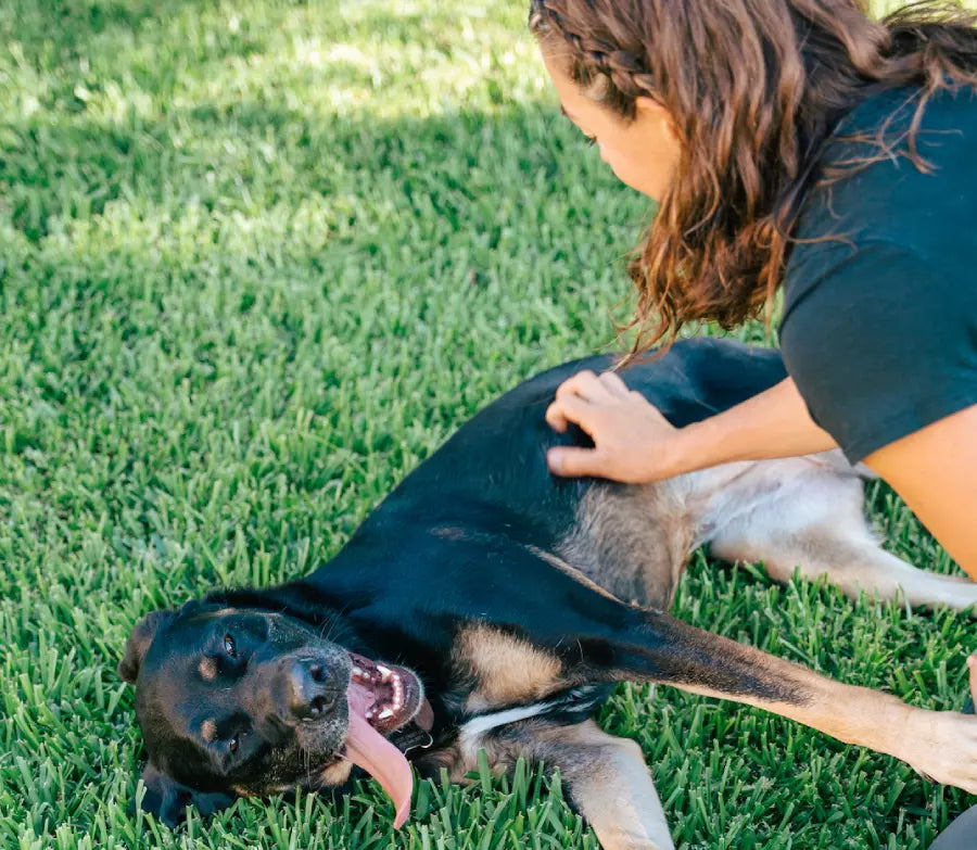 Dog clearance coat health