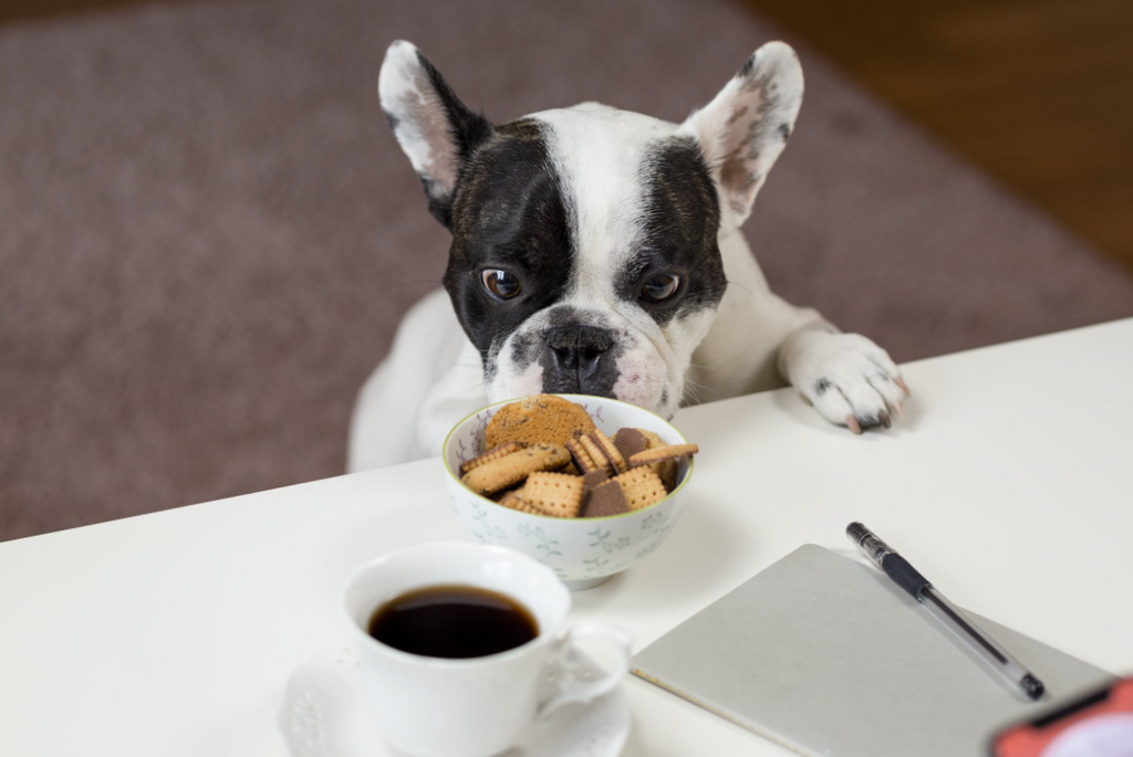 Grain-Free Pet Food: Separating Fact from Fiction
