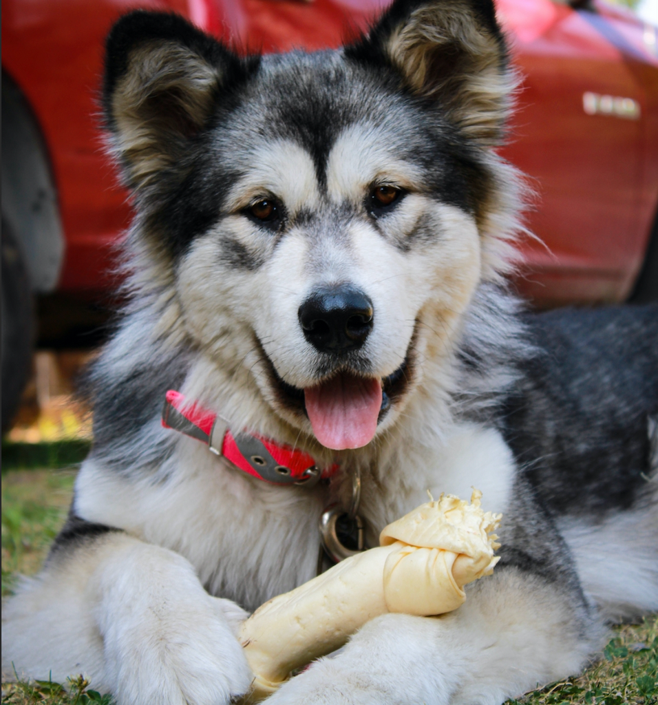 The Secret Super-Hydrator for Active Dogs: Bone Broth
