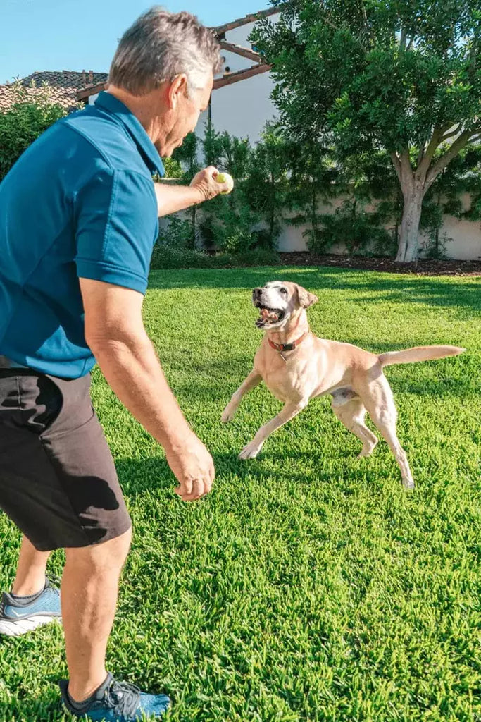 dog and owner playing on the backyard with ball