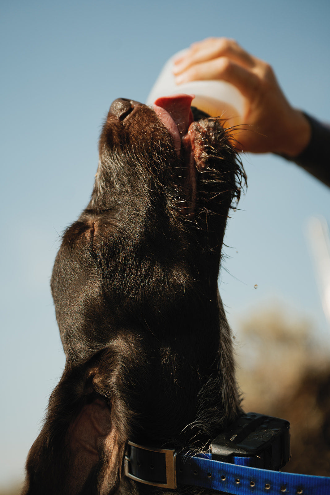 Dog drinking Furvor bone broth hydration from a bottle after exercise, against a blue sky