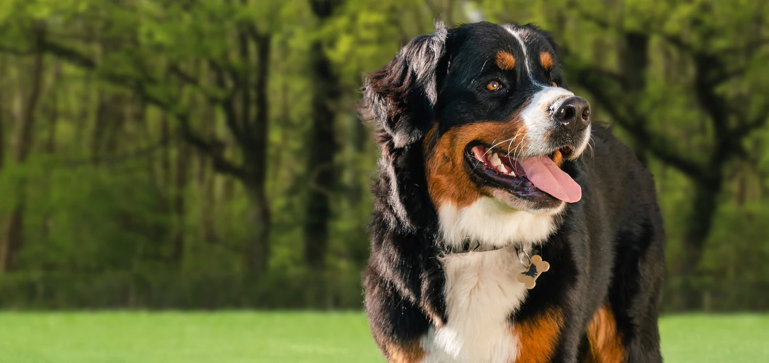 dog on the backyard