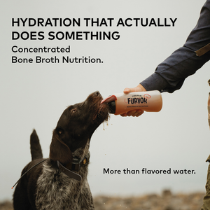 Hydration that actually does something — handler giving a dog concentrated Furvor bone broth from a squeeze bottle