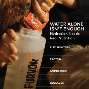 Furvor Beef Bone Broth single-serve pack squeezed into a water bottle as a dog drinks — electrolytes, protein, amino acids, collagen