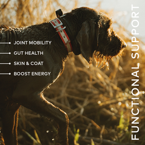 Functional support for dogs — joint mobility, gut health, skin & coat, and energy; wet dog standing in tall grass