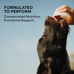 Formulated to perform — dog drinking Furvor concentrated bone broth nutrition against a clear sky