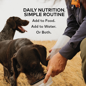 Daily nutrition, simple routine — add Furvor to food, water, or both; dog drinking from a collapsible bowl