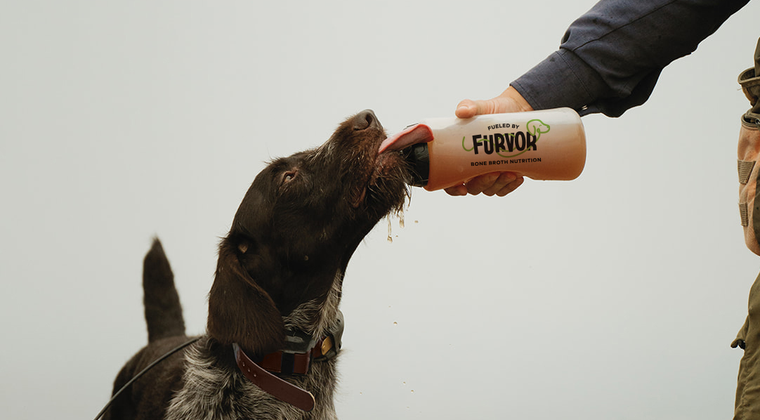Active dog drinking Furvor bone broth hydration from a squeeze bottle held by its owner outdoors